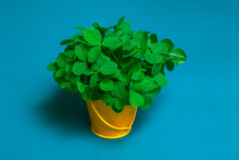 Still Life On A Blue Background A Bouquet Of Clovers In A Yellow Bucket Close Up, Copy Space