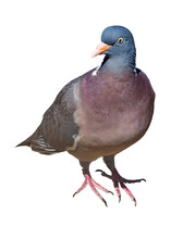 Portrait Of A Beautiful Pigeon
