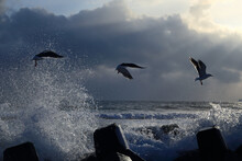 Seagulls Flying Over The Sea