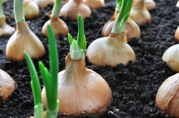 Wall Mural - close-up of growing green onion plantation