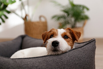 Wall Mural - Portrait of four months old wire haired Jack Russell Terrier puppy sleeping in the dog bed. Small rough coated doggy with funny fur stains resting in a lounger. Close up, copy space, background.