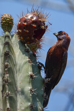 Varied Bunting Eating Tuna From A Cactus