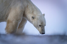 Close-up Of Polar Bear Standing Sniffing Ground