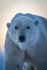 close-up of polar bear looking at camera