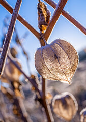 Wall Mural - frozen plants in the winter garden