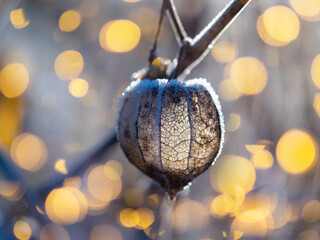 Wall Mural - frozen plants in the winter garden