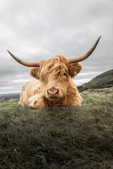 highland cow with horns