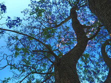 Jacaranda Mimosifolia - Purple Blooming Palisander Tree
