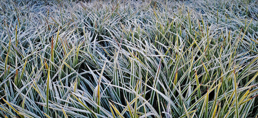 Wall Mural - Green grass covered with frost on a frosty morning