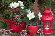 Winter-Gartendekoration mit Christrosen im Topf und roter Laterne