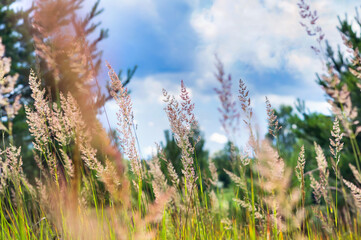 Aufkleber - Summer bright landscape. Colorful landscape with tall grass at the edge of the forest