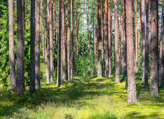 Aufkleber - Summer beautiful scenery with  road in coniferous forest. Summer landscape, forest with slender tree trunks