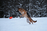 Fototapeta Psy - Sports with dog outside. Flying saucer toy. Black and red German Shepherd jumps in snow against background of winter forest and tries to catch orange disc.