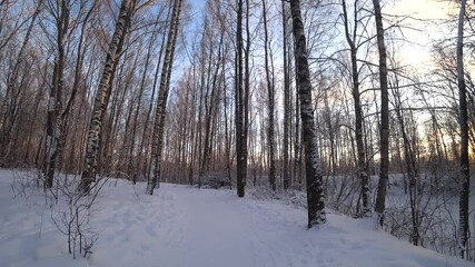 Wall Mural - Trees in the winter park. Birch trees in the winter forest. Sunny, January day. Day. Russia. Winter.