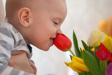 Little Boy Sniffing And Trying To Bite A Tulip