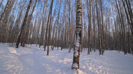 Wall Mural - Trees in the winter park. Birch trees in the winter forest. Sunny, January day. Day. Russia. Winter.