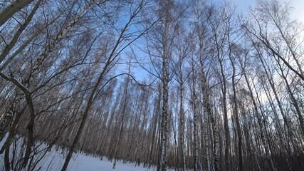 Wall Mural - Trees in the winter park. Birch trees in the winter forest. Sunny, January day. Day. Russia. Winter.