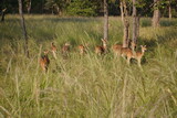 Fototapeta  - Deers Grazing Grass