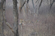 Leopard Hunting A Deer