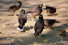 Blackbirds Group