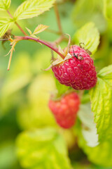 Canvas Print - Little beetle with thorns on raspberry fruit outdoors.