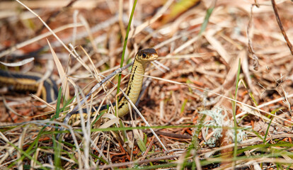 garder snake in grass field