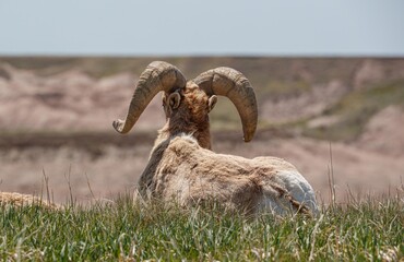 Wall Mural - Badlands desert bighorn sheep on slopes