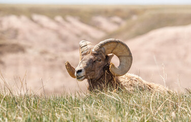 Wall Mural - Badlands desert bighorn sheep on slopes