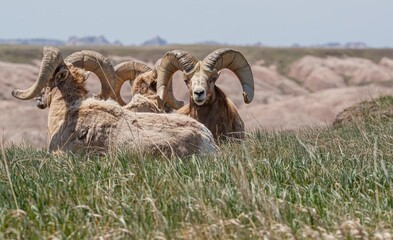 Wall Mural - Badlands desert bighorn sheep on slopes
