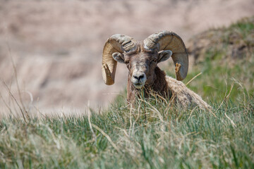 Wall Mural - Badlands desert bighorn sheep on slopes