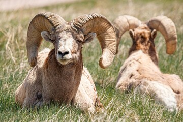 Wall Mural - Badlands desert bighorn sheep on slopes