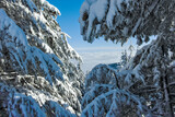 Fototapeta  - Winter landscape of Vitosha Mountain, Bulgaria