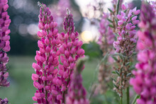 Blooming Macro Shot Of Lupine Flower. Lupine (Lupinus) Field With Pink Purple Blooming Flower. Bunch Of Lupines Summer Flower Background. A Field Of Lupines. Violet And Spring And Summer Flower. 