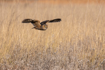 Wall Mural - Long eared owl