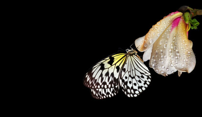 Aufkleber - Bright tropical butterfly on white magnolia flower in water drops isolated on black. Magnolia bud and butterfly close-up. Rice paper butterfly. Large tree nymph. White nymph butterfly.