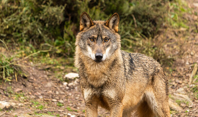  Close-up photo of an Iberian Wolf during the beginning of the winter season where their fur is shed.