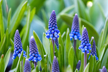Blooming Viper Onion, Or Mouse Hyacinth (Latin Muscari)
