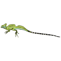 Wall Mural - Common basilisk lizard. (Basiliscus Basiliscus). Hand drawn colorful rough sketch. Isolated vector illustration.