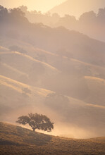 Morning Fog Lifts In The Foothills Of The East Bay, Central California, USA