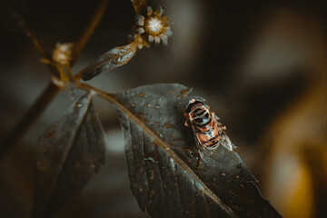 Wall Mural - Hover Fly on Dark Leaf Background