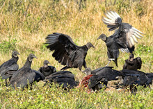 Vulture Feast - Coragyps Atratus