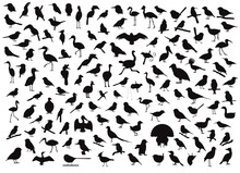 Various Bird Silhouettes Character Cartoon Vector Illustration