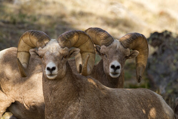 Wall Mural - portrait of twin bighorn rams