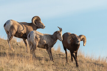 Wall Mural - bighorn sheep herd with sky background