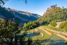 Rice Fields In Northern Thailand, Rice Farms In Thailand, Rice Paddies In The Mountains Of Northern Thailand Chiang Mai Doi Inthanon. 