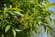 Spring flowering tree Manchurian Ash (Fráxinus mandshurica)
