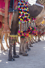 Wall Mural - Decorated camel at Desert Festival in Jaisalmer, Rajasthan, India. Camel's feet