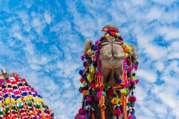 Wall Mural - Decorated camel head in desert Thar during the annual Pushkar Camel Fair near holy city Pushkar, Rajasthan, India
