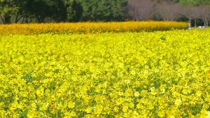 Wall Mural - Yellow cosmos flower field in boom, swaying in wind. Blue sky and copy space
