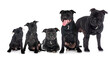 growth of staffordshire bull terrier